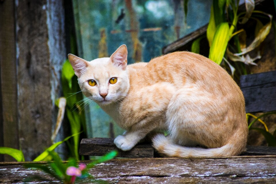 Domestic feline kitty