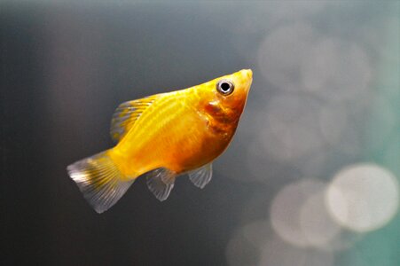 Balloon molly gold