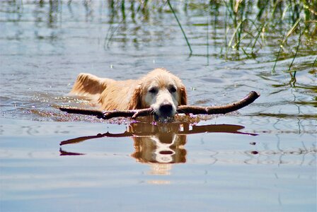 Nature dog golden retriever
