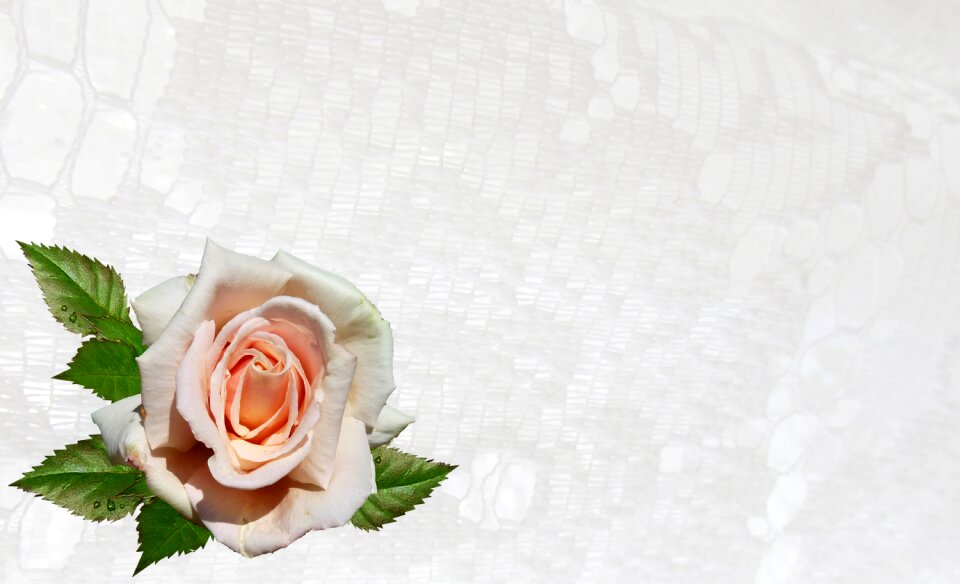 Pink flower decoration