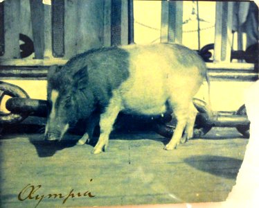 USS Olympia (C-6), mascot pig, circa 1899 (17745279205)