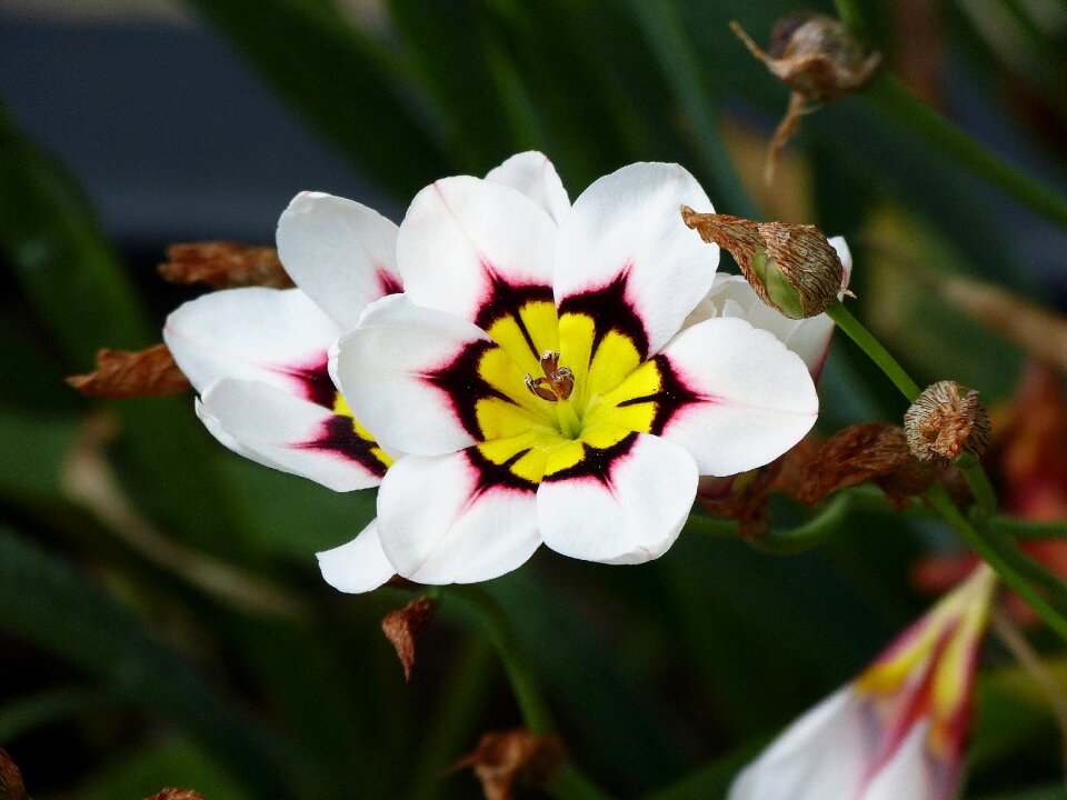 Blossom bloom plant