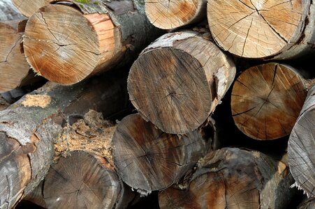 Wood trunk cut wood