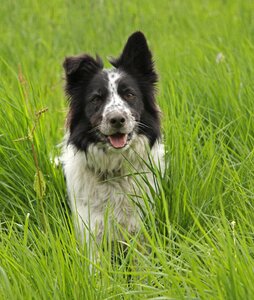 Mammal border collie black photo