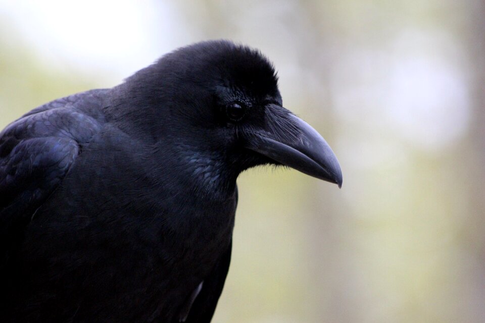 Crow living nature animals