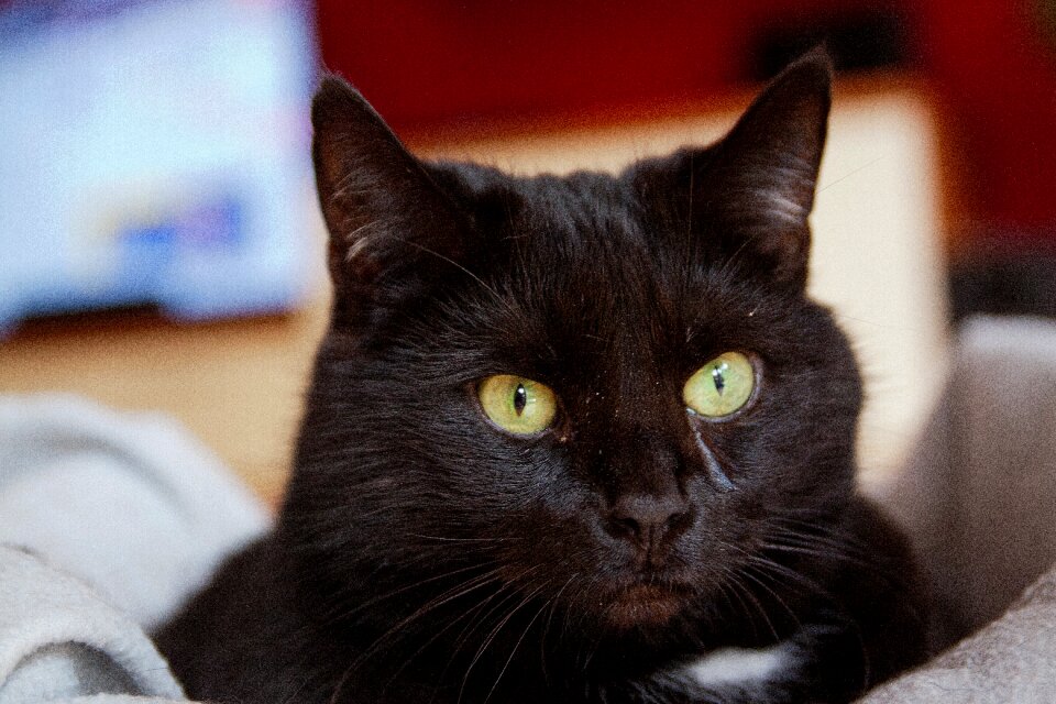 Cat cute animal