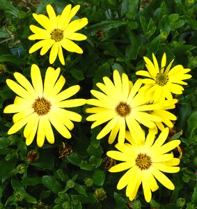 Plant blossom bloom