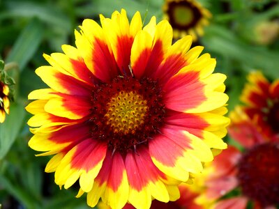 Nature flower plant yellow flower