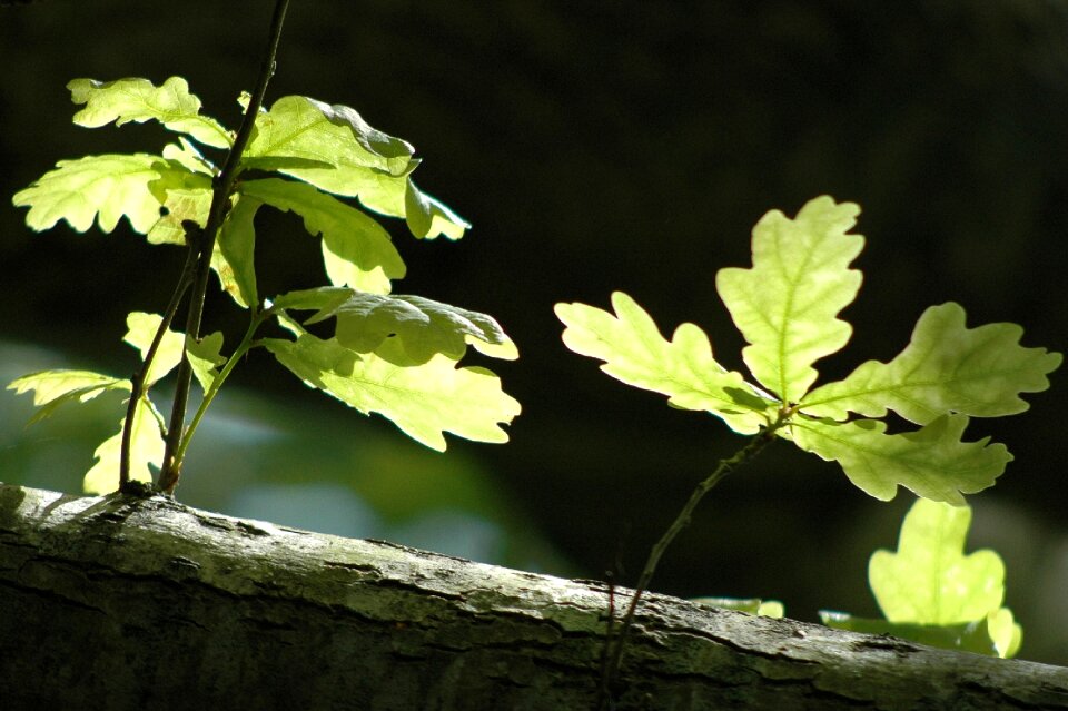 Leaf tree spring