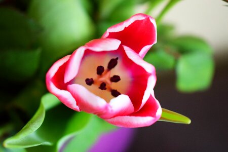 Tulip nature opportunity