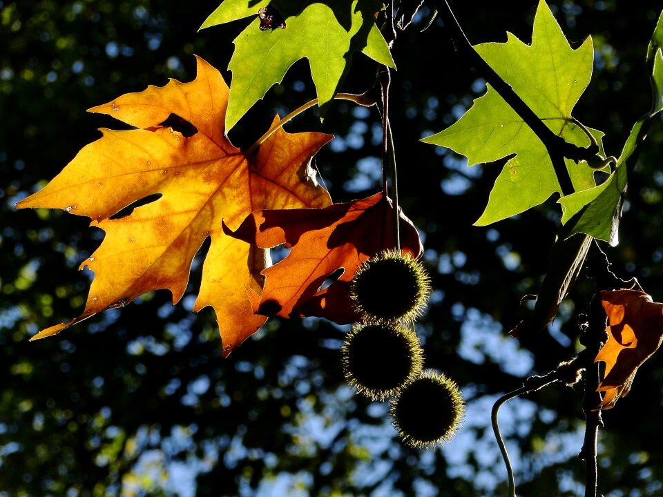 Autumn leaves leaves nature