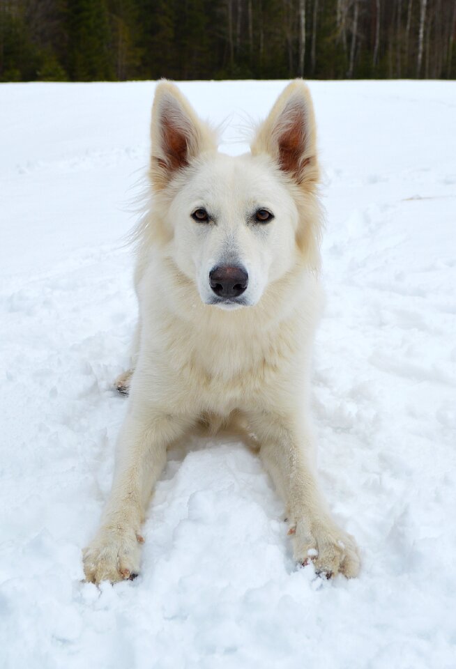 Snow mammal white shepherd