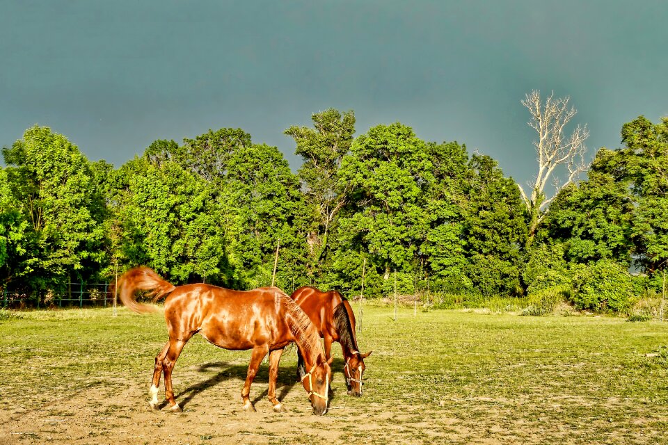 Meadow horses graze