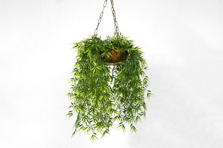 Hanging plants white