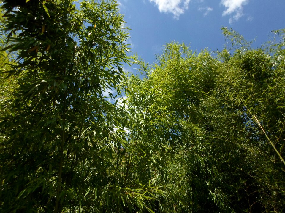 Bamboo foliage nature