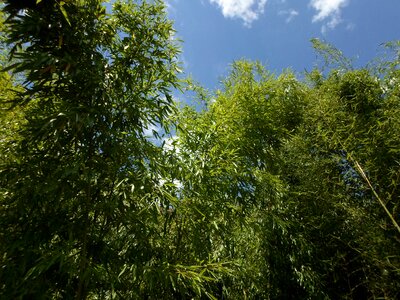 Bamboo foliage nature