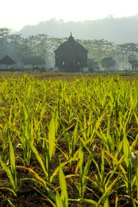 Prambanan landscape nature