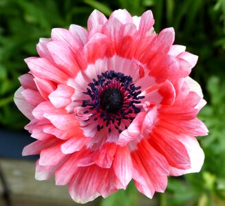 Nature pink flowers petals