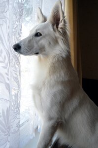 Pet canine white shepherd