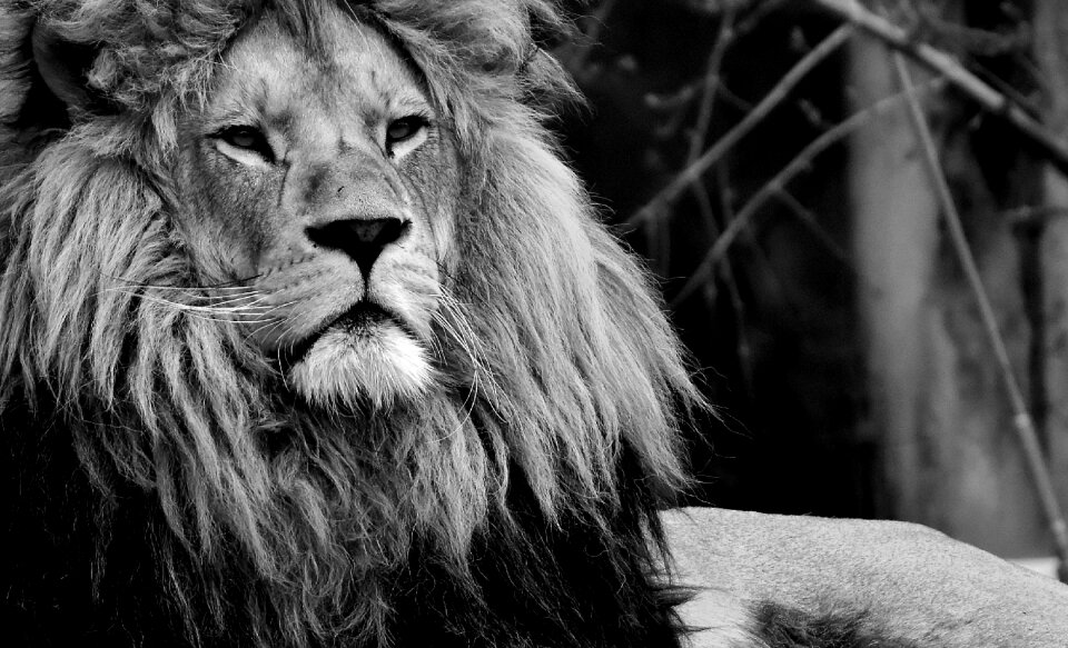 Dangerous mane big cat