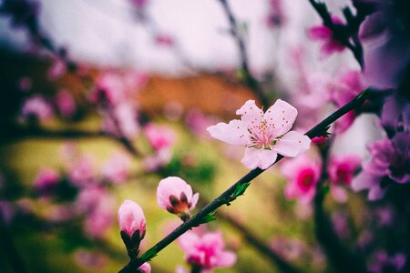 Kinds of food branch petal