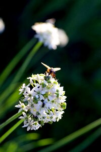 White green nature