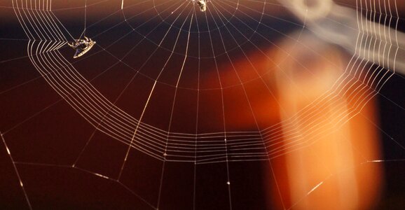 Insect spider weaving web