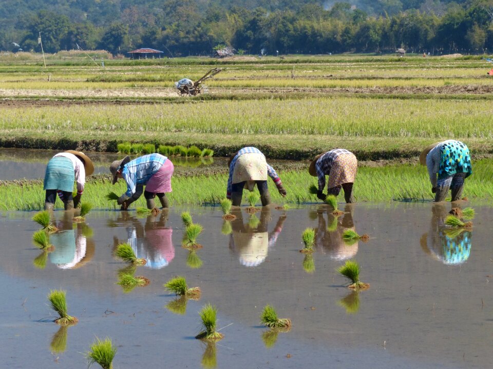 Farm water field