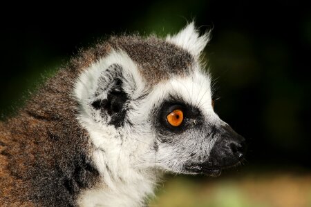 Madagascar animals zoo