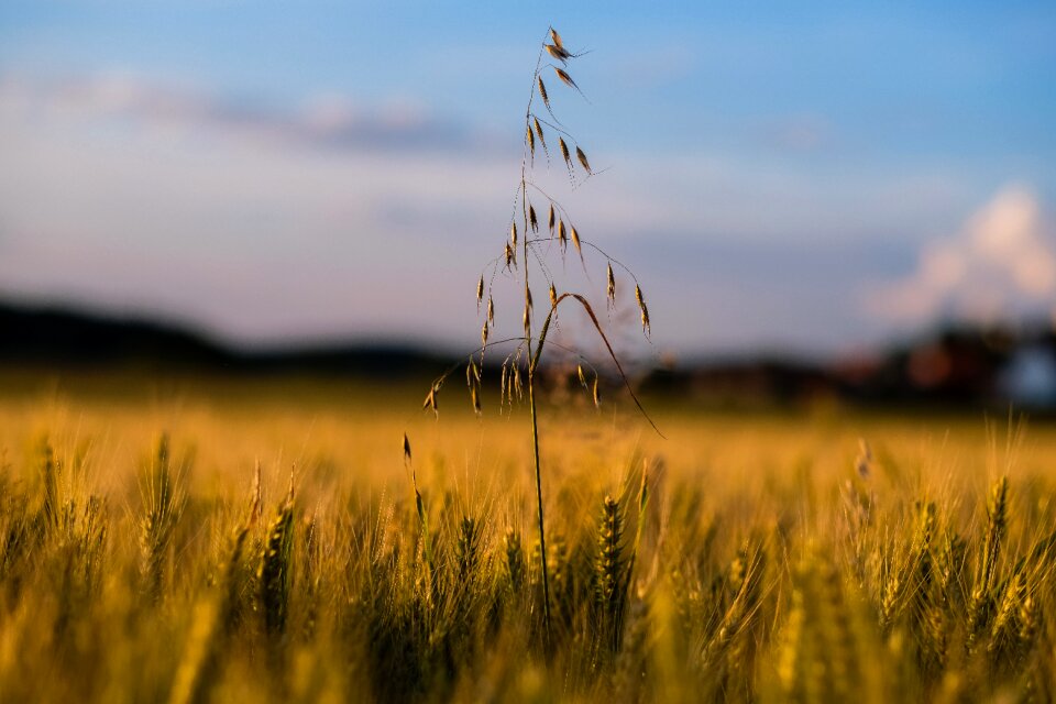 Nature grass harvest
