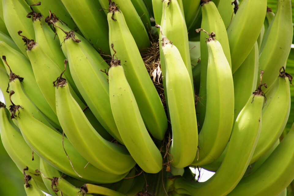Clusters bananas banana