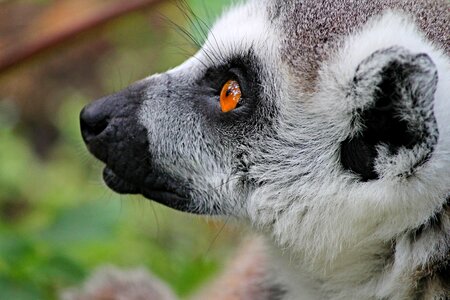 Madagascar cute watch