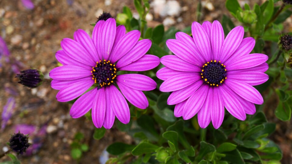 Petal color this type