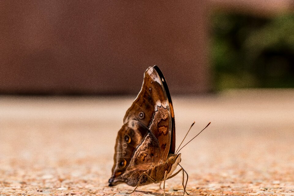 Insect no one color