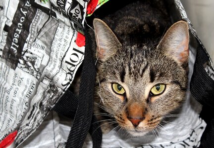 Hide hiding hidden in the bag