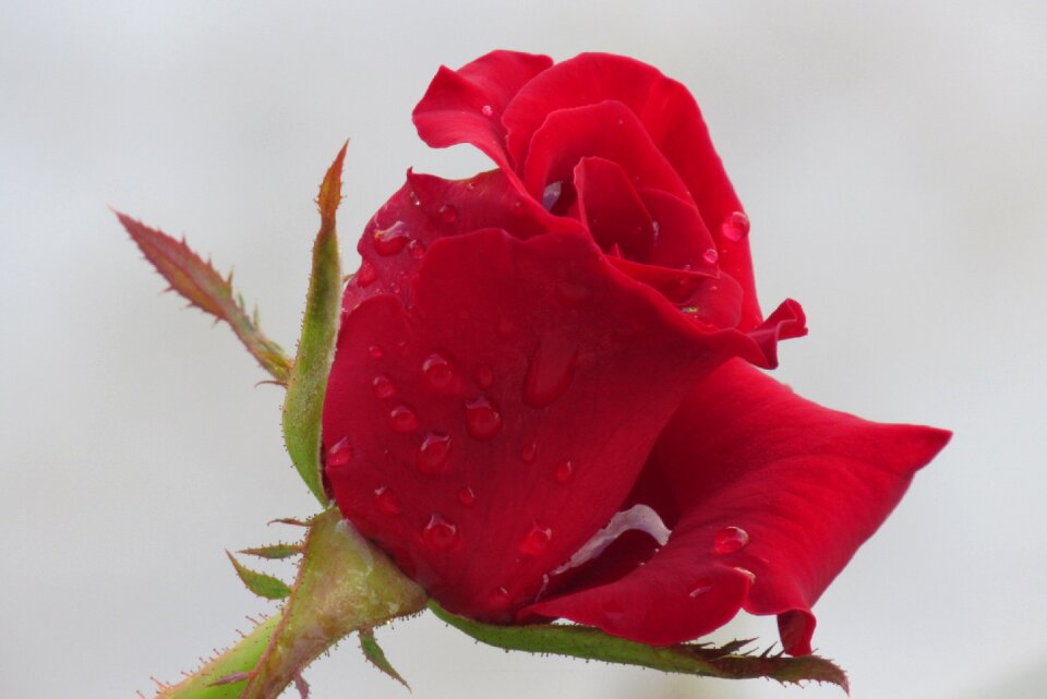 Petal bloom fresh