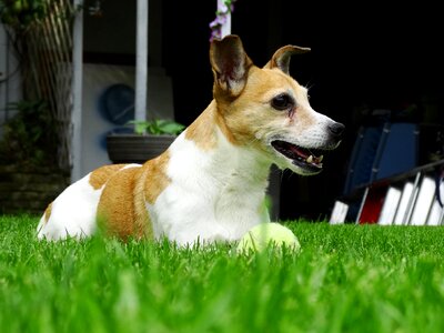 Animals pet garden