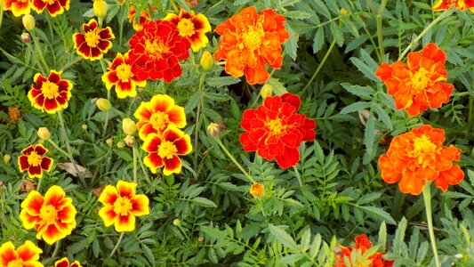 Marigolds flowers summer photo