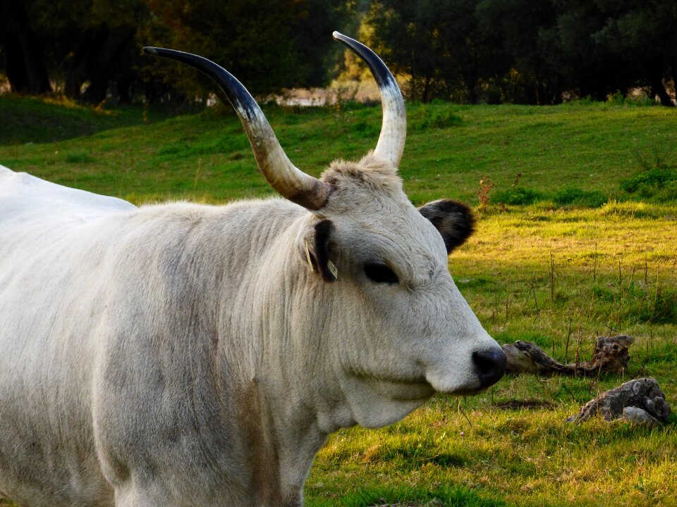 Nature game antlers