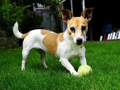 Animals pet garden