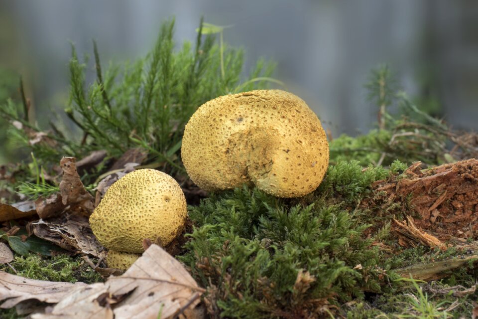 Thick rac like forest tree fungus