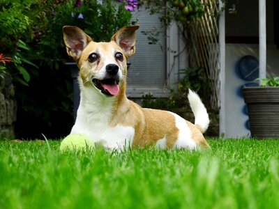 Dog animals jack russell photo