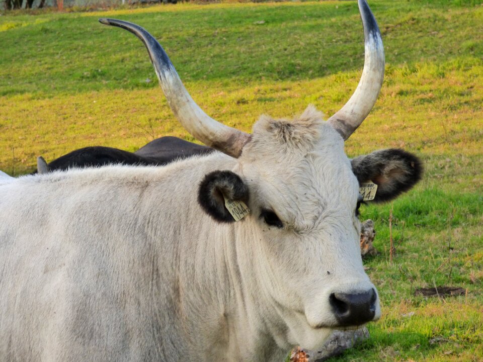 Meadow grazing antlers
