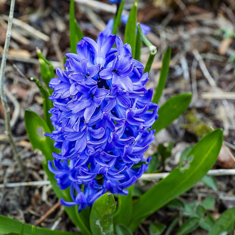 Spring flower close up nature