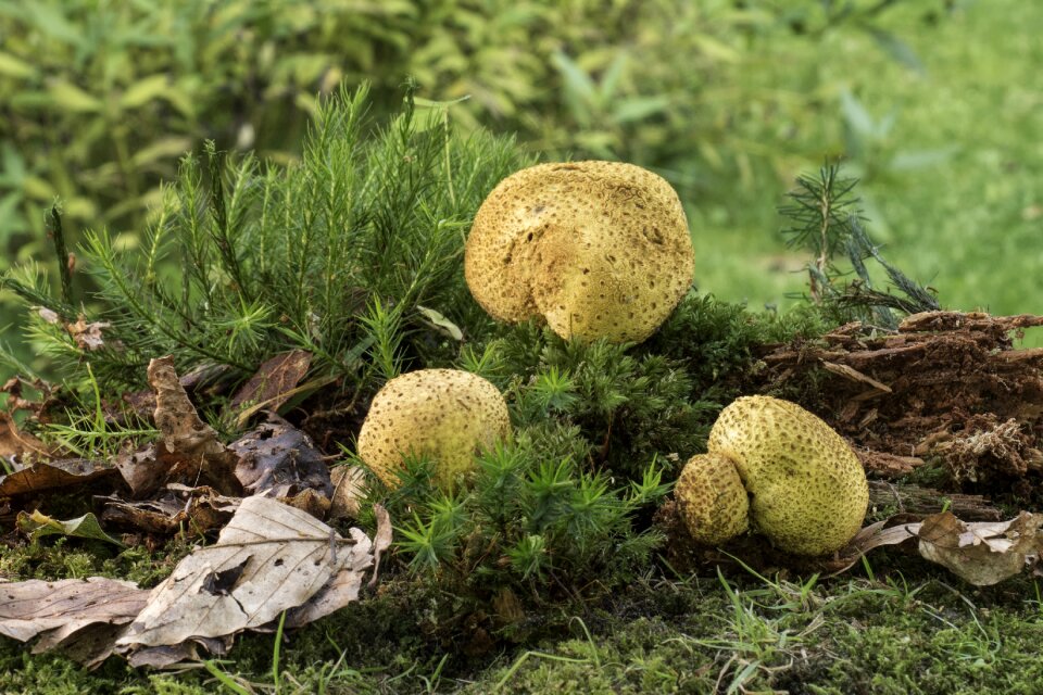 Thick rac like forest tree fungus