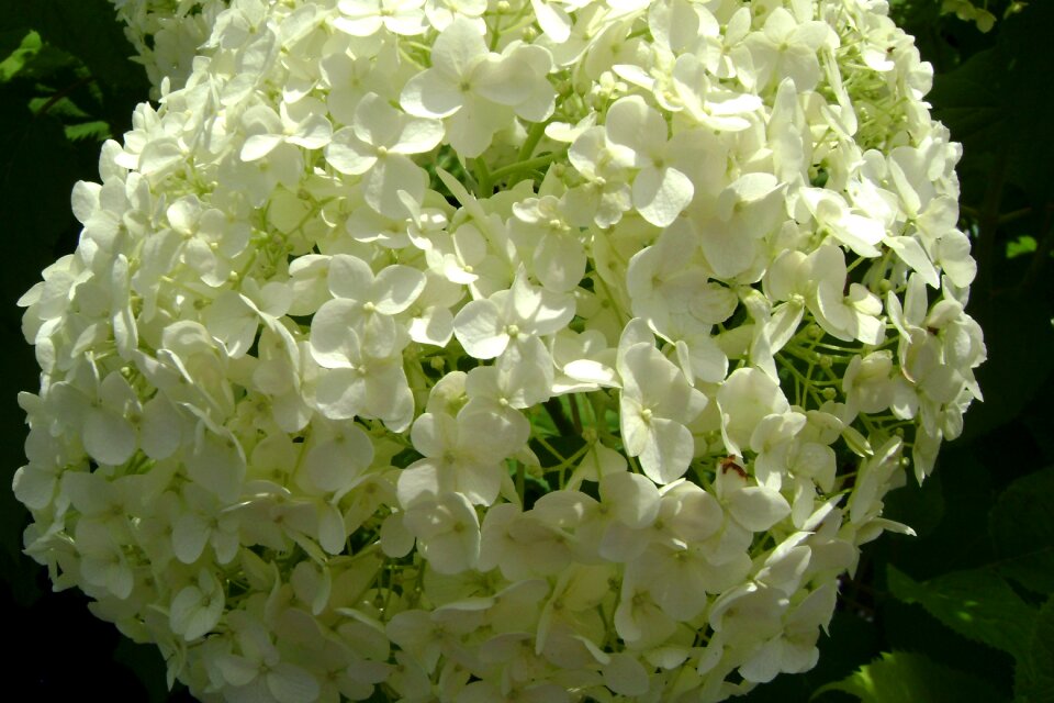 Hydrangea tree plant anabelle summer flowers