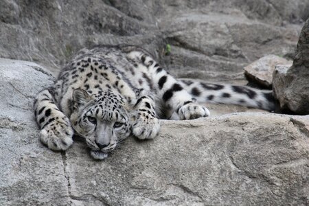 Big cat zoo snow leopards photo