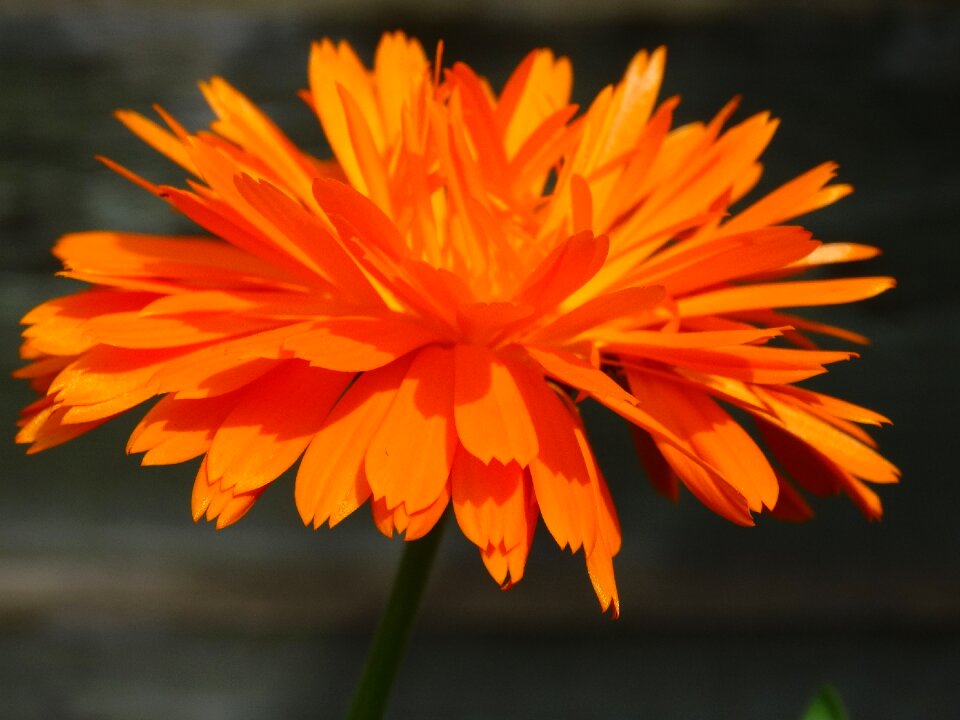 Flowers marigold garden