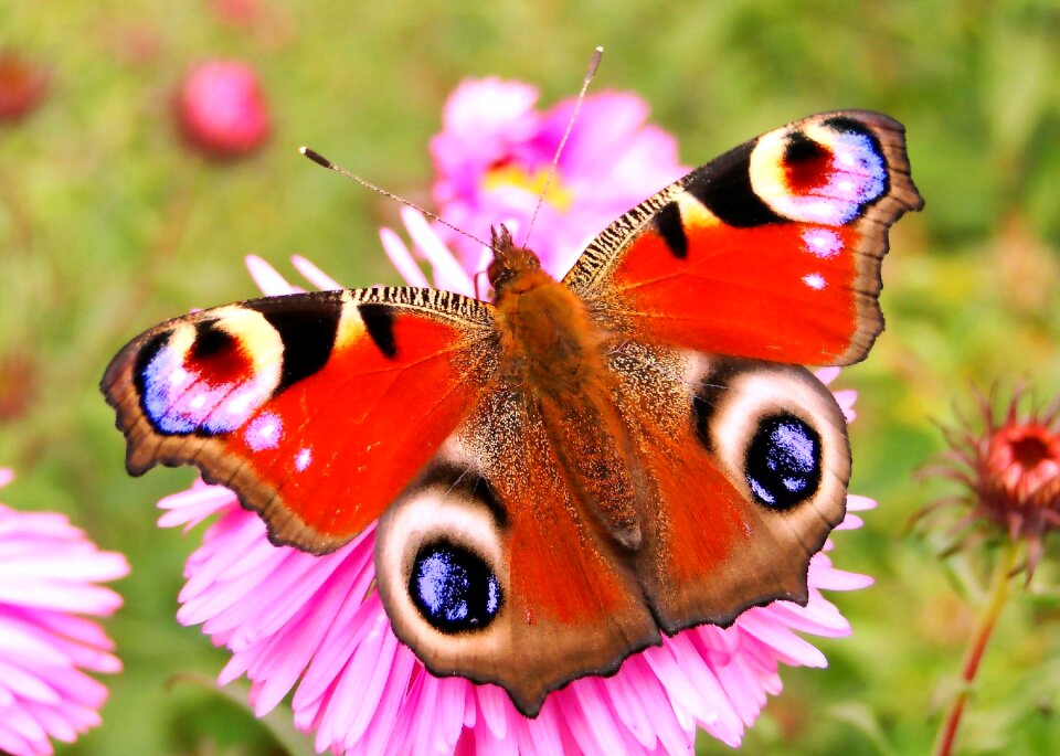 Animals summer butterflies