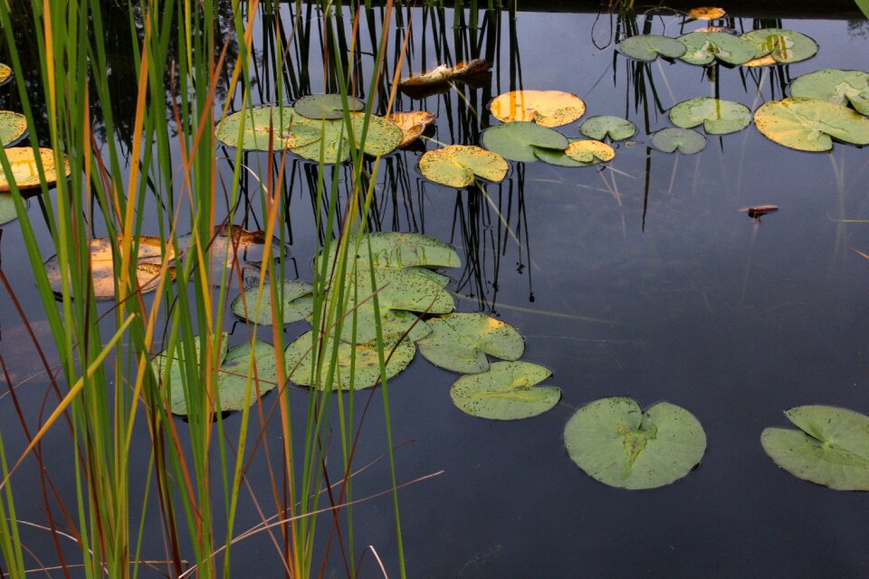 Waterlily flowers water